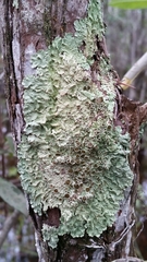 Pseudoparmelia uleana