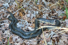 Lampropeltis
