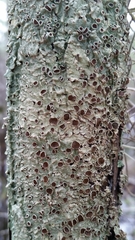 Pseudoparmelia uleana