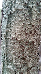 Pseudoparmelia uleana