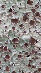 Pseudoparmelia uleana