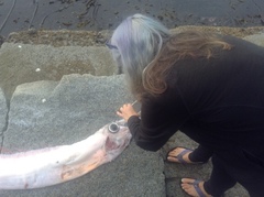 Trachipterus altivelis