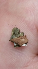 Pseudoparmelia uleana