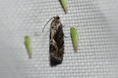 Cydia lacustrina