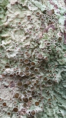 Pseudoparmelia uleana