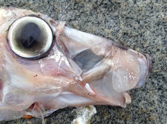 Trachipterus altivelis