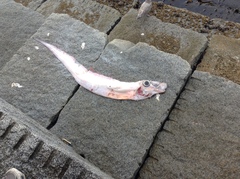 Trachipterus altivelis