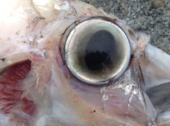 Trachipterus altivelis