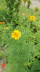 Tagetes