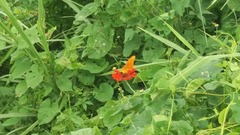 Tithonia rotundifolia