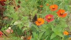 Tithonia rotundifolia