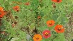 Tithonia rotundifolia