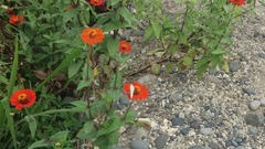 Asteroideae