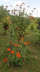 Tithonia rotundifolia