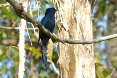 Surniculus dicruroides