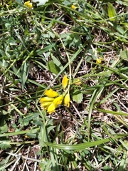 Polygala flavescens