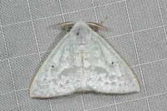 Arctornis poecilonipha
