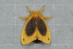 Artaxa nubilosa