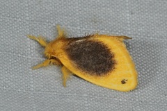 Artaxa nubilosa