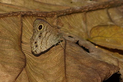 Ypthima baldus madrasa