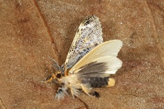 Locharna limbata