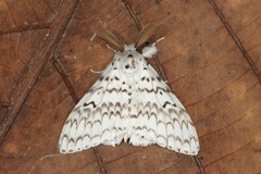 Lymantria brotea lepcha