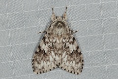 Lymantria hollowayi