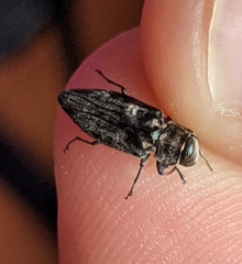 Buprestidae