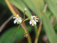 Epidendrum blepharistes