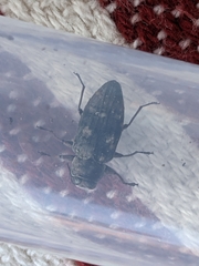 Buprestidae