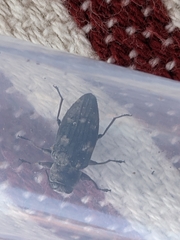 Buprestidae