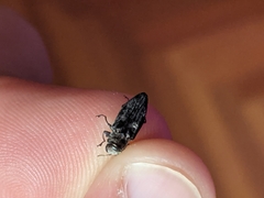Buprestidae