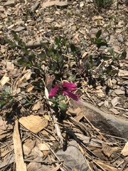 Penstemon newberryi