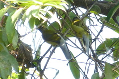 Brachypodius priocephalus