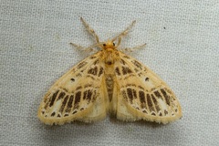 Medama megerata