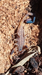 Reddyanus melanodactylus