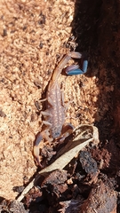 Reddyanus melanodactylus