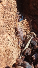 Reddyanus melanodactylus