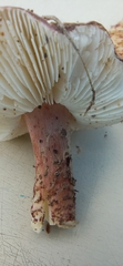 Lepiota brunneoincarnata