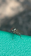 Anthomyia pluvialis