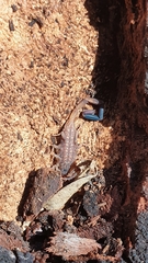 Reddyanus melanodactylus