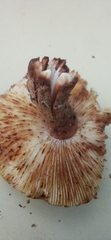 Lepiota brunneoincarnata