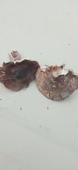 Lepiota brunneoincarnata