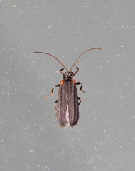 Greenarus thoracicus