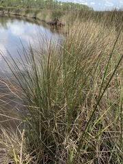 Juncus roemerianus