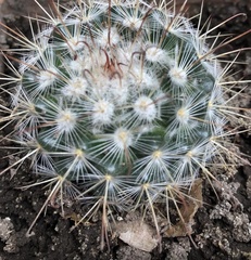 Mammillaria bombycina
