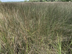 Juncus roemerianus