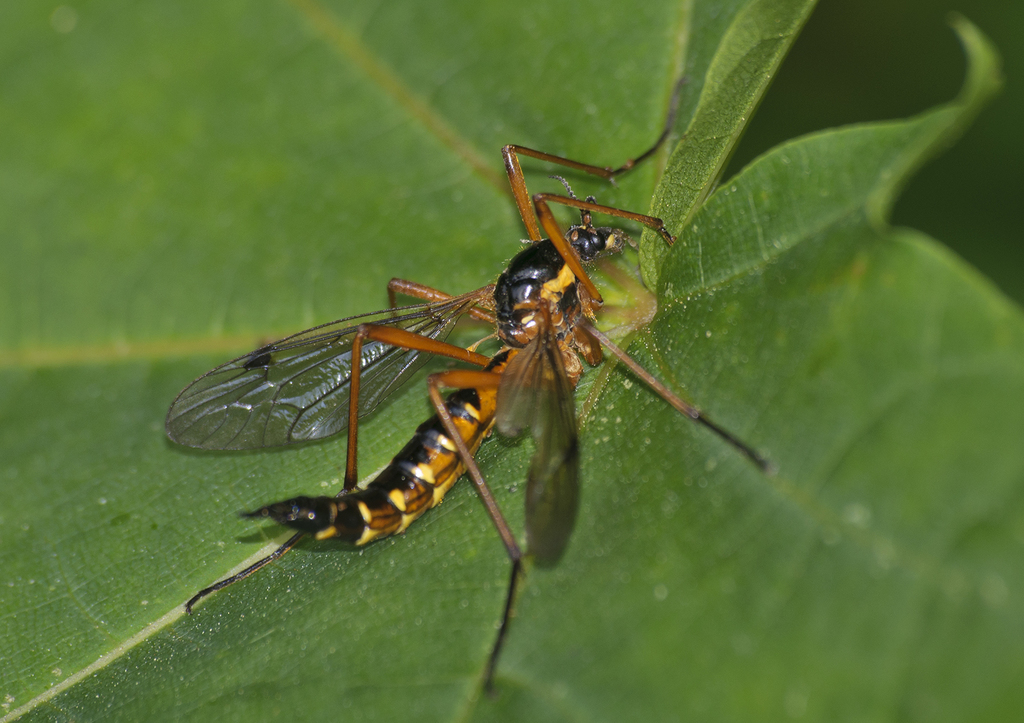 orange-sided comb-horn, photo 1 of 7