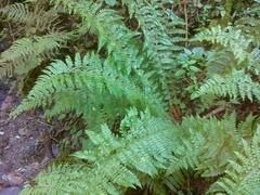 Polystichum braunii