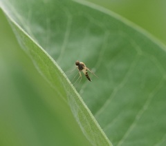 Chrysopilus modestus